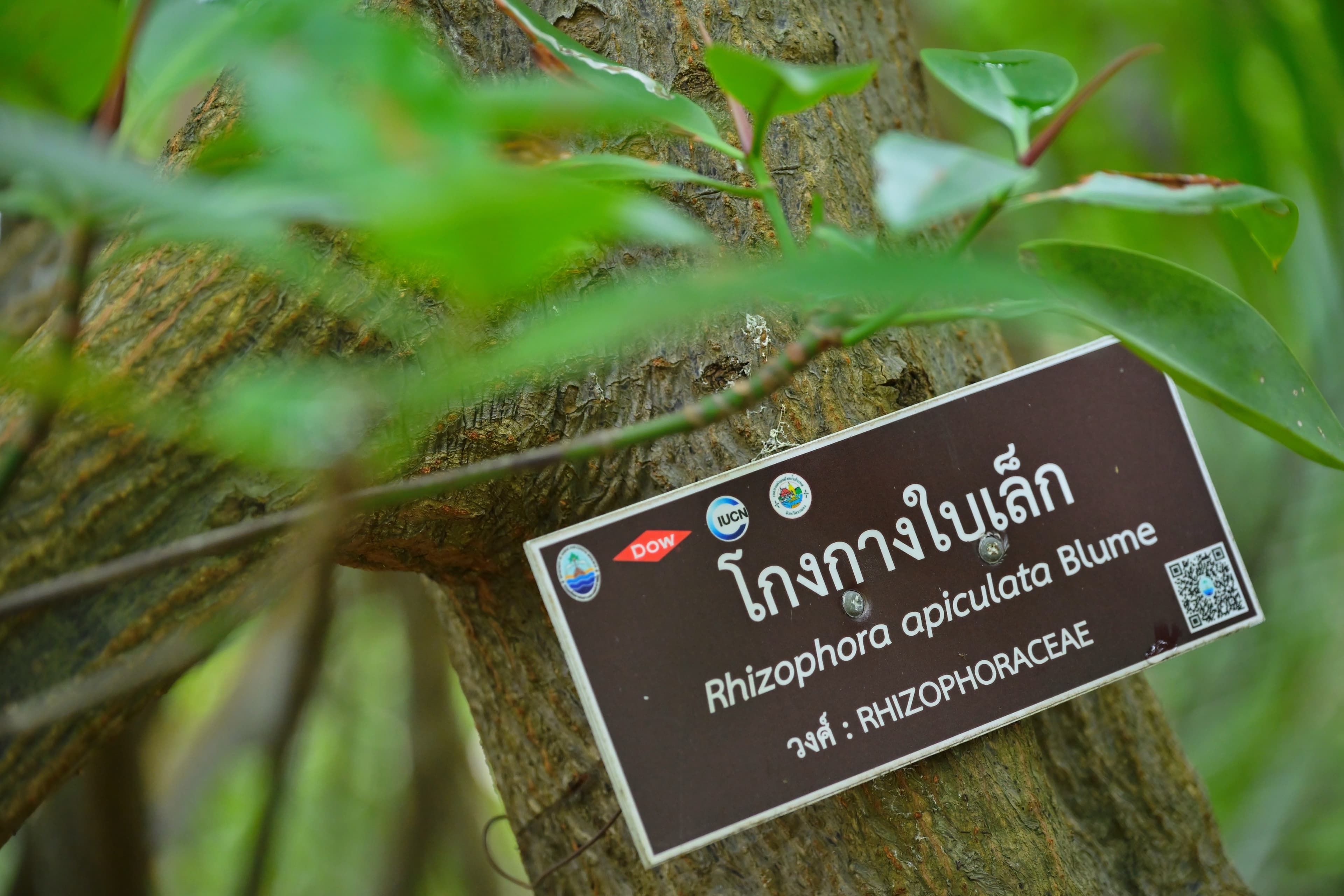 รูปภาพแกลเลอรี